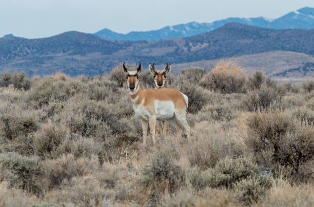 istock Pronghorn Antelope in the Utah Desert 1178992027