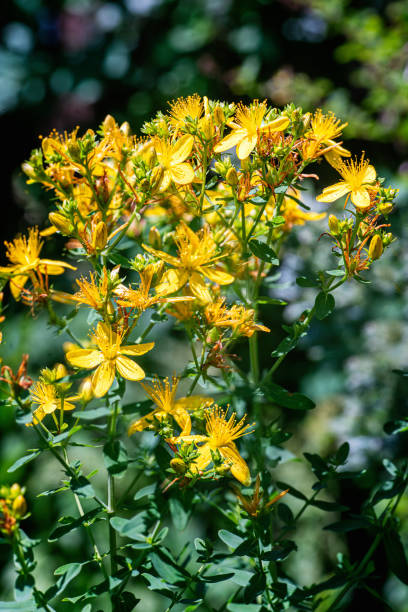 растение зверобоя с цветами - st johns wort стоковые фото и изображения