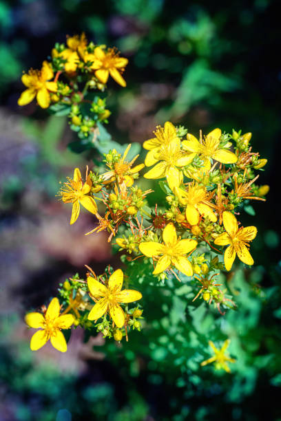 растение зверобоя с цветами - st johns wort стоковые фото и изображения