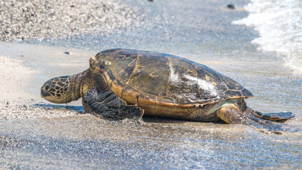 istock Green sea turtle on beach 1178992587