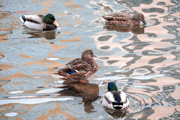 istock a duck stands on a stone around which water in the water floats other ducks 1178992863
