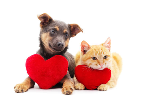 istock Cat and dog with a toy heart. 1178995142
