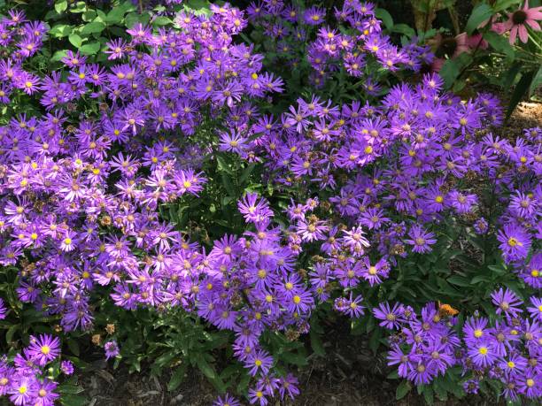 istock Purple Flowers 1178995213