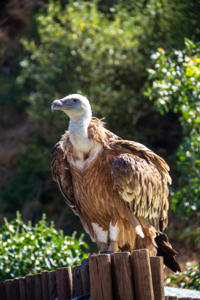 Vulture stock photo