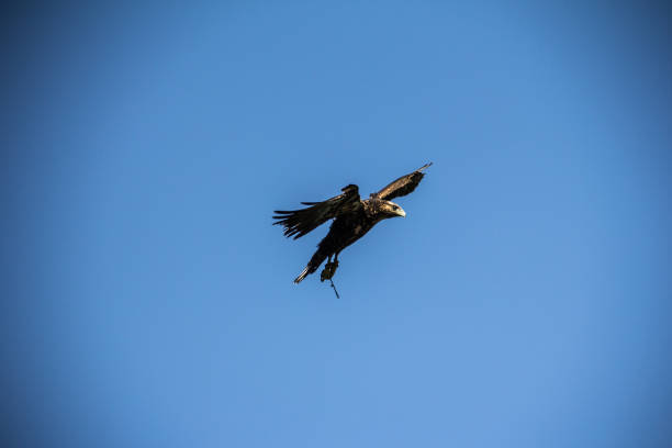 captive eagle flying stock photo