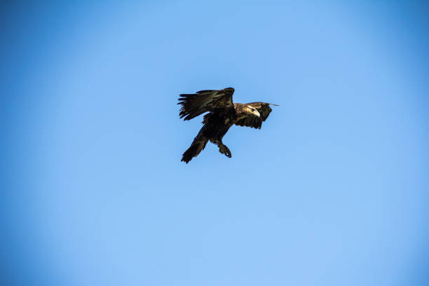 eagle flying stock photo