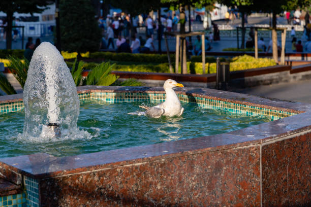 istock seagull standing on a fountain 1178995493