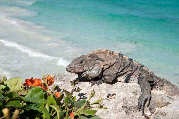 istock iguana on a tropical beach 1178996462