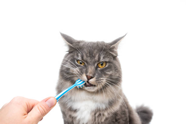 cat teeth brush studio shot of human hand brushing teeth of young blue tabby maine coon cat in front of white background animal teeth stock pictures, royalty-free photos & images