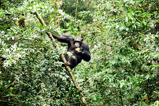 Monkey sits on a branch, jungle