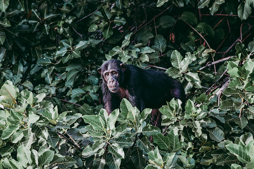 Chimpanzee sitting in the bushes
