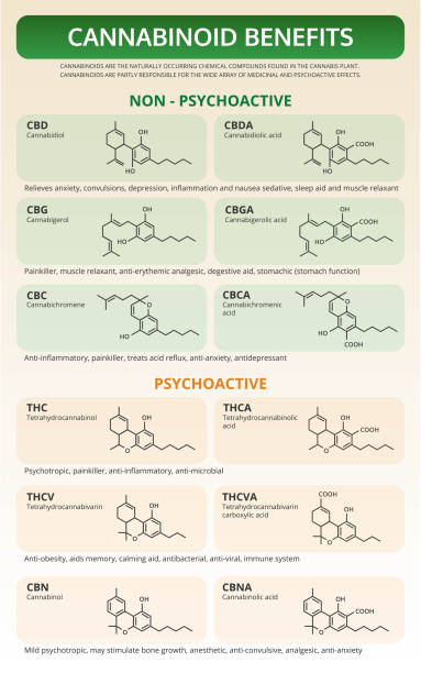 Cannabinoid Benefits vertical textbook infographic Cannabinoid Benefits vertical textbook infographic illustration about cannabis as herbal alternative medicine and chemical therapy, healthcare and medical science vector. thc stock illustrations