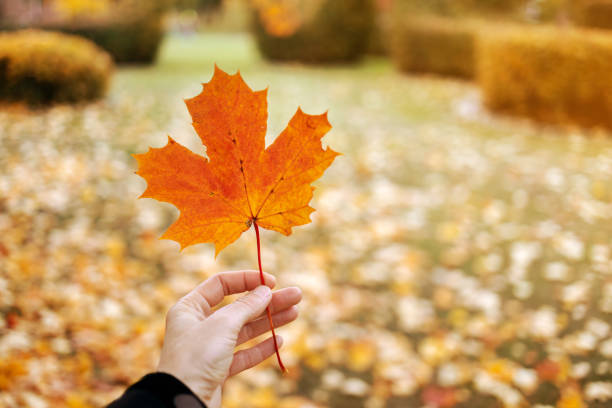 istock man holds maple autumn leaf in hands blurred park background 1178999501