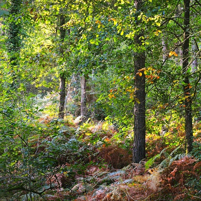 Colourful green vegetation in a deciduous oak forest