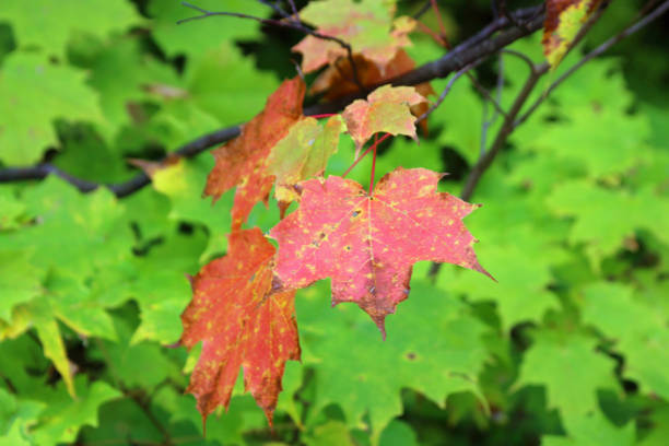 istock Autumn maple tree foliage changing color with reds, oranges and greens 1178999890