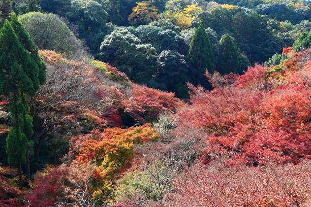 istock Autumn in Japan 1179001650