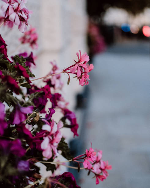 Flowers in the streets, Paddington