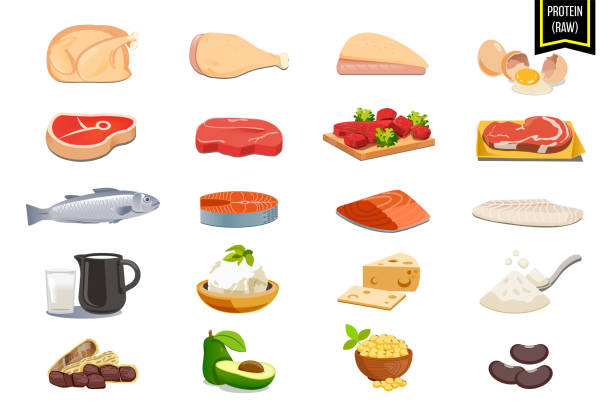 białko surowe ze zwierząt i warzyw. składniki odżywcze żywności, które pomagają organizmowi naprawić zużycie. - mięso stock illustrations