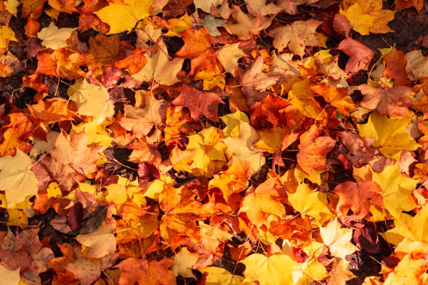 istock Fall leaves background. autumnal maple leaves 1179004142