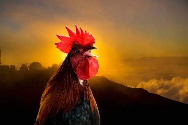Close-up of a rooster crowing in early morning dramatic light.