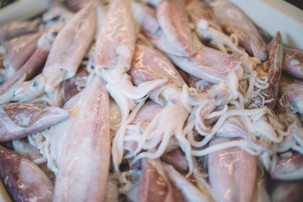 splendid squid (loligo duvauceli), mercato del pesce fresco - heads up display foto e immagini stock