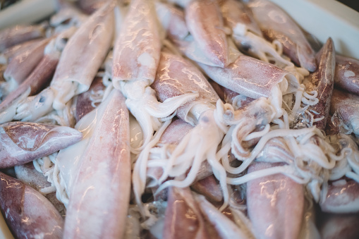Splendid Squid (Loligo duvauceli), fresh seafood market