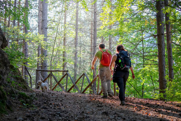 istock Hikers on the forest path. Ray of light filters through the trees. 1179008023