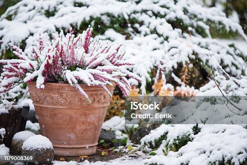 istock Common heather in flower pot covered with snow, evergreen juniper in the background, snowy garden in winter 1179008369