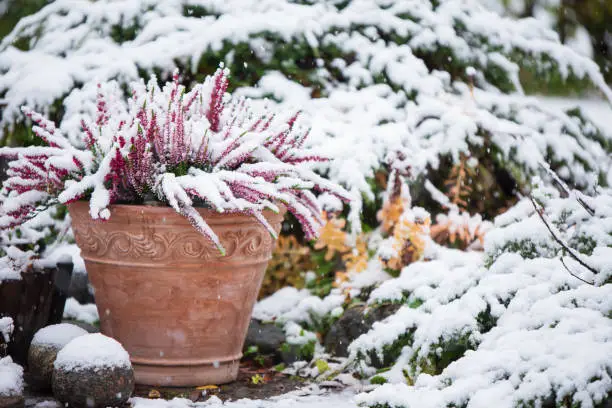 Common heather, Calluna vulgaris, in flower pot covered with snow, evergreen juniper in the background, snowy garden in winter