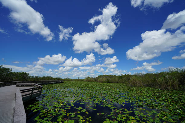 Freshwater Habitat - Everglades National Park