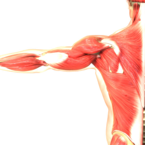 istock Human Body Muscular System Anatomy 1179009044