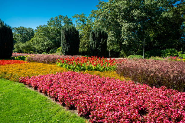 istock summer garden. Beautiful  flowers blooming 1179009213