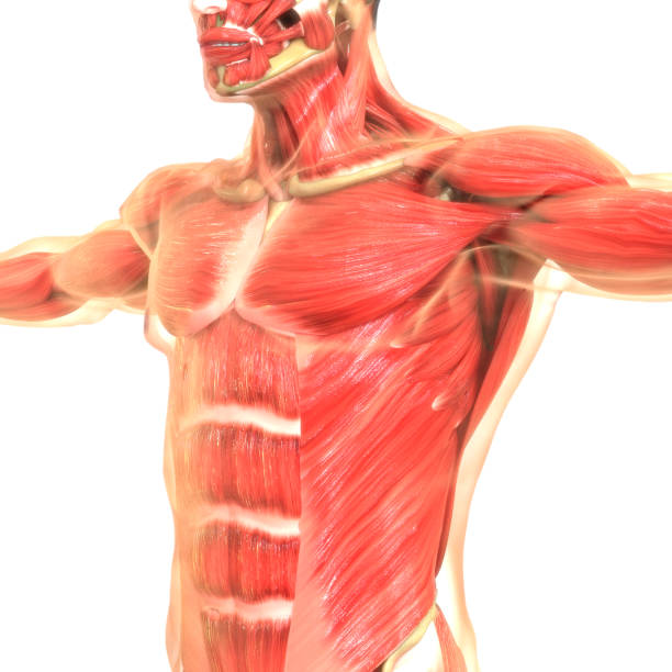 istock Human Body Muscular System Anatomy 1179009292