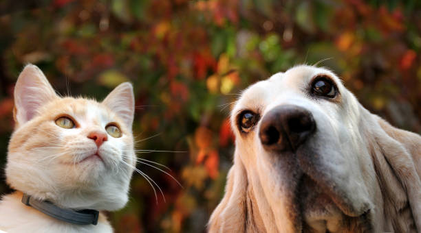 istock Basset hound and red cat on autumn background 1179009318