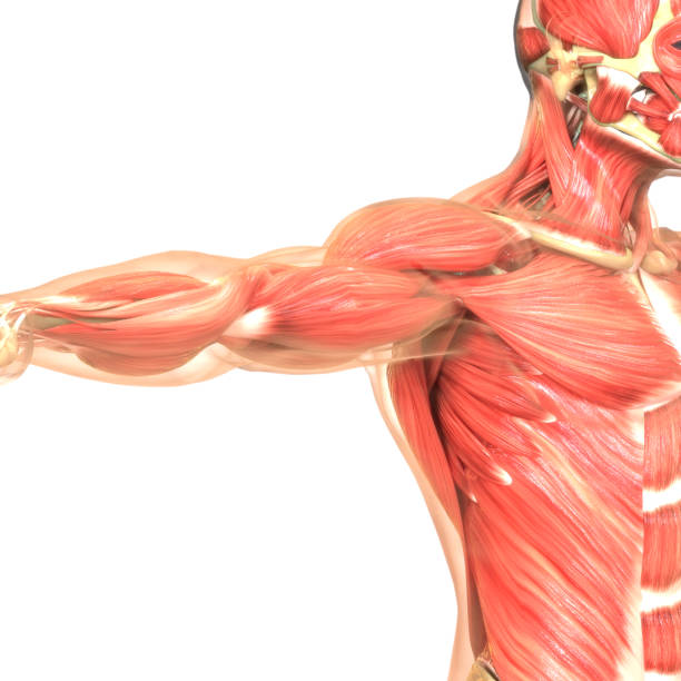 istock Human Body Muscular System Anatomy 1179009337
