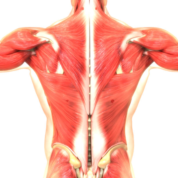 istock Human Body Muscular System Anatomy 1179009373