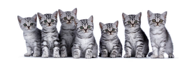 Row of 7 British Shorthair kittens on white