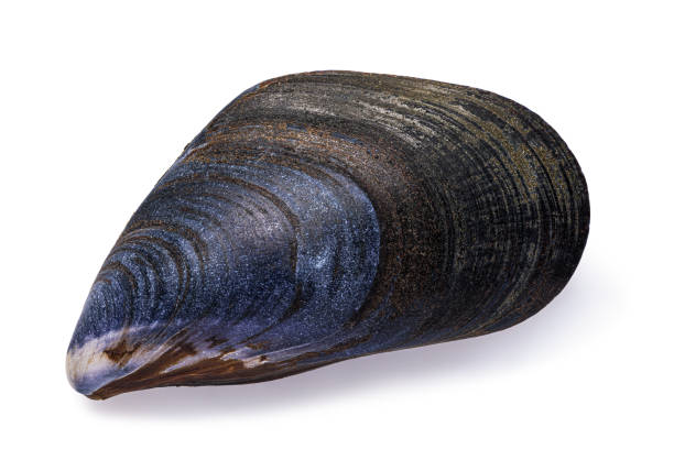 istock Mediterranean mussel shell isolated on white background, top view. Photo taken by stacking method 1179010337