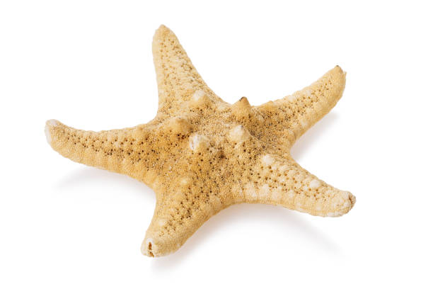 istock Starfish isolated on a white background. Stacked photo 1179010377