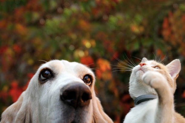 Basset hound and red kitten on autumn background