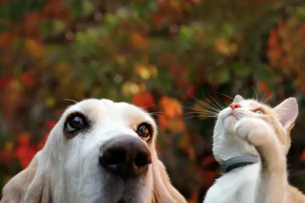 Photo of Basset hound and red kitten on autumn background