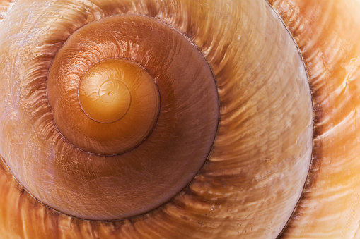 Brown garden snail on white background