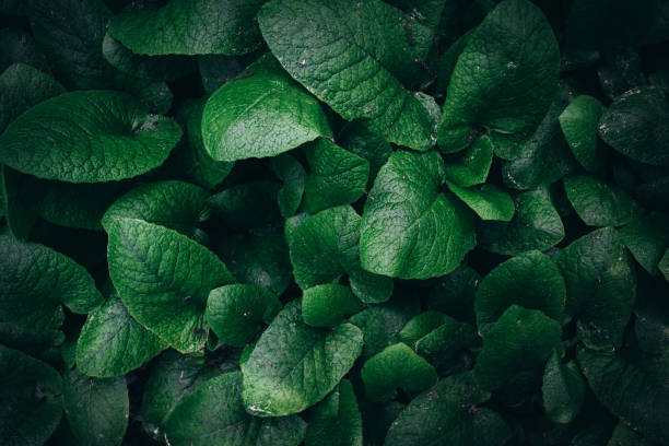 istock Green leaves texture. dark green foliage nature background 1179010601
