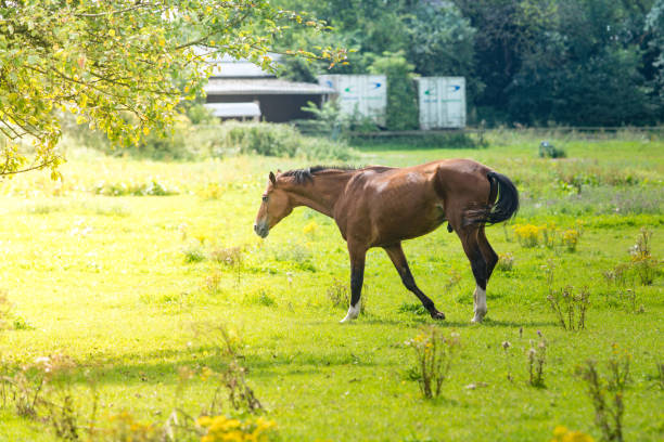 istock Beautiful chestnut horses on a farm 1179011203