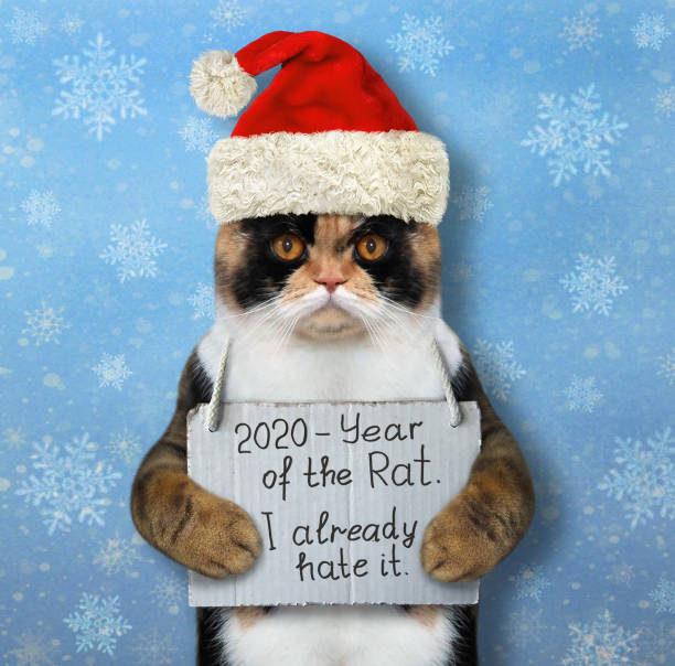 istock Cat in Santa hat hates year of rat 2 1179011821