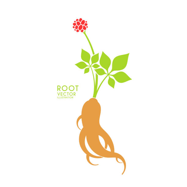 ilustrações, clipart, desenhos animados e ícones de ginseng vermelho. ilustração do vetor. planta do ginseng no fundo branco - ginseng isolated root herbal medicine