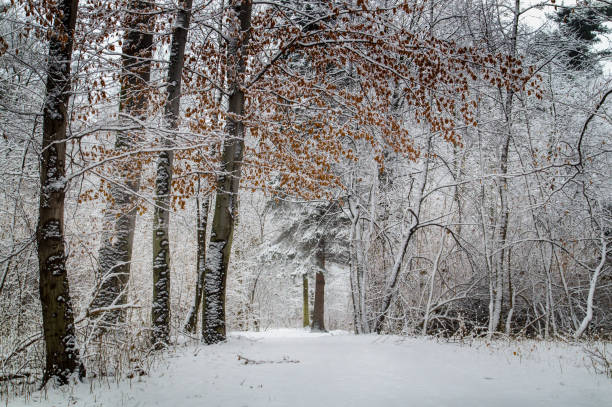 istock In the Park - winter landscape 1179013681