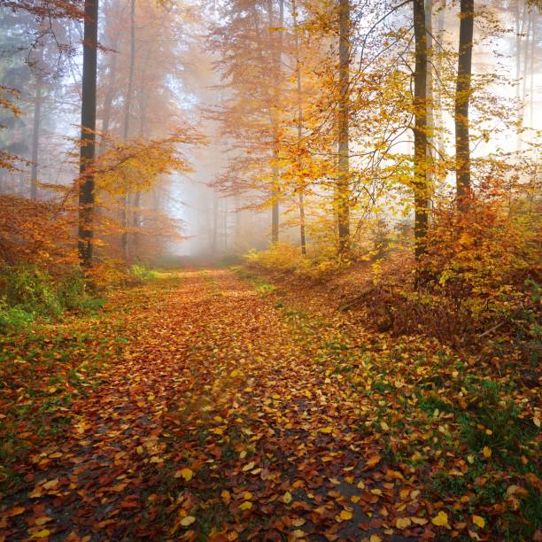istock Mysterious morning fog in a beautiful beech tree forest. Forest road with autumn trees with yellow and orange foliage. Heidelberg, Germany 1179015828