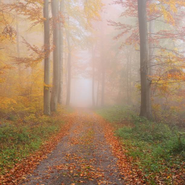 istock Mysterious morning fog in a beautiful beech tree forest. Forest road with autumn trees with yellow and orange foliage. Heidelberg, Germany 1179015872
