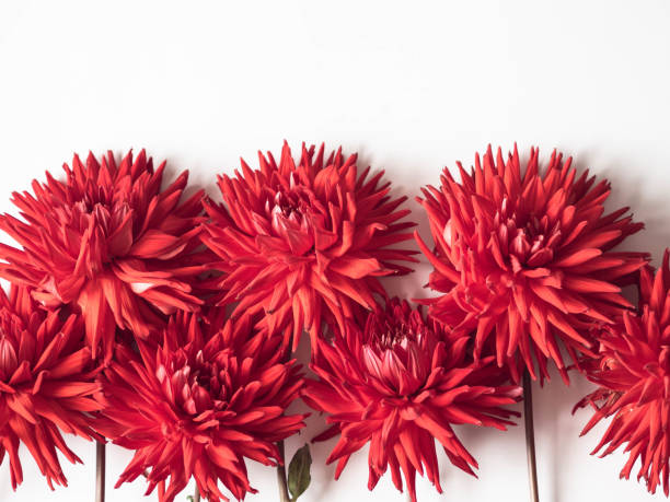 istock Fresh red dahlias on a white background. Top view. Copy space 1179016614
